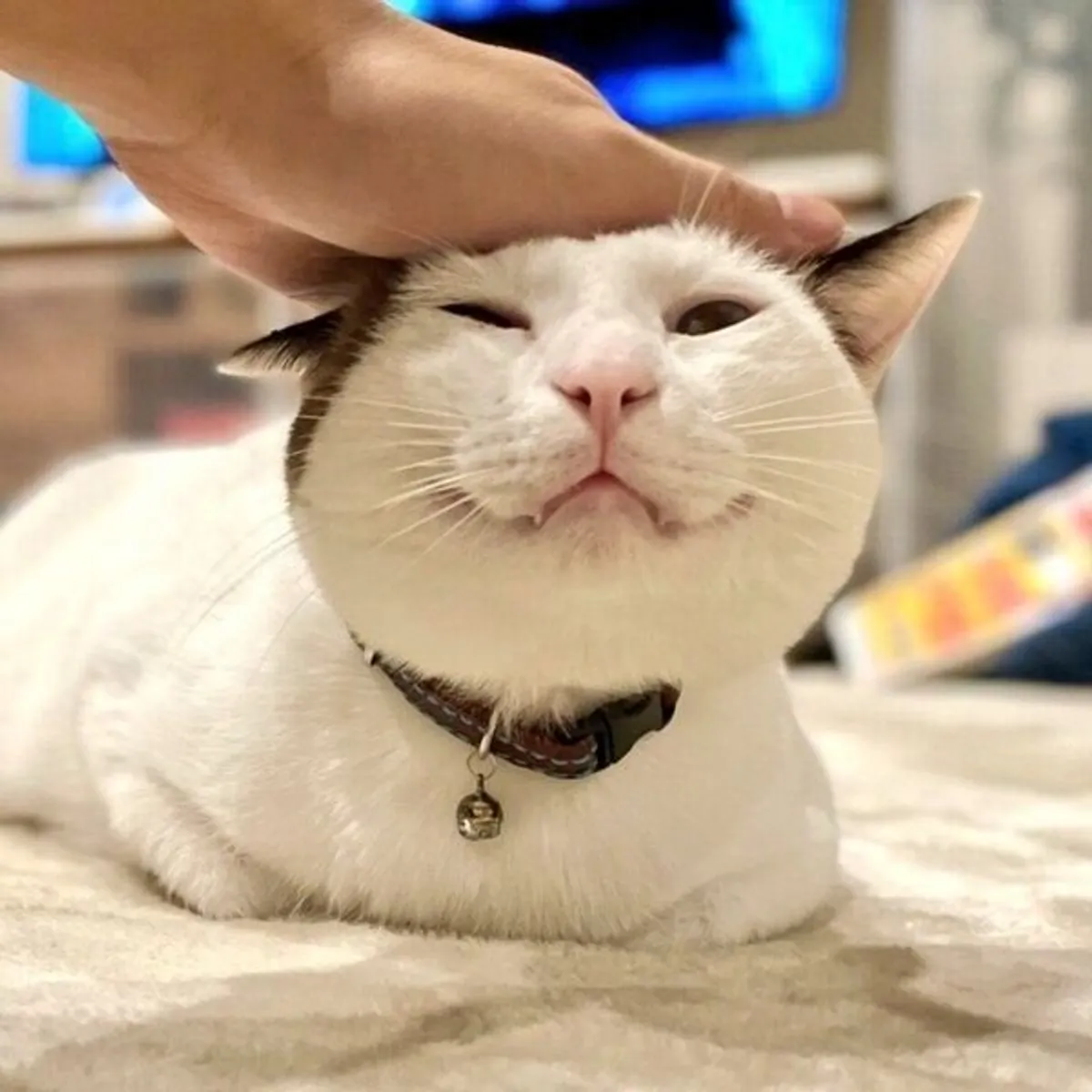 猫の偉いところ自慢トピ