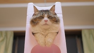 猫の偉いところ自慢トピ
