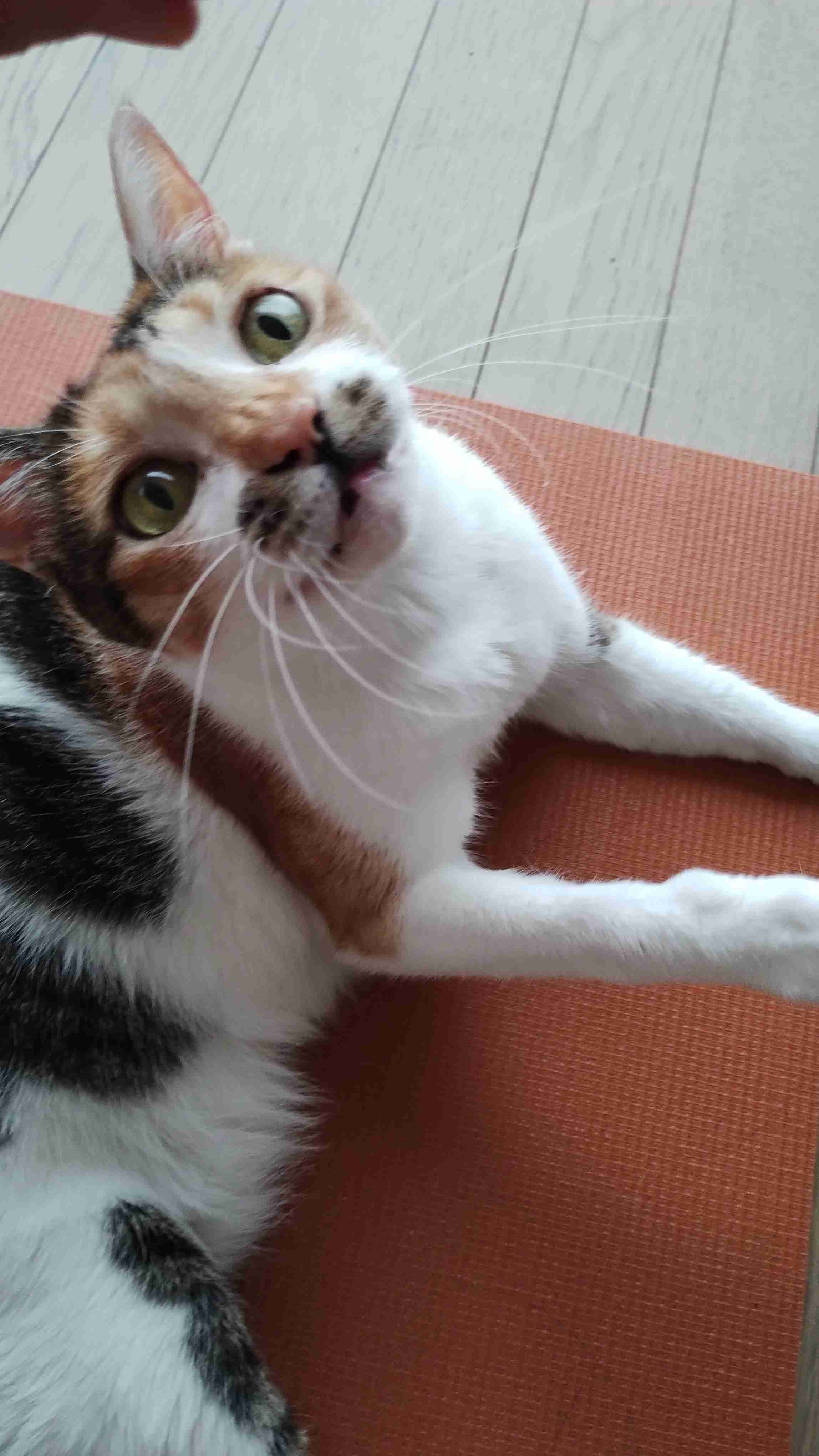 猫の偉いところ自慢トピ