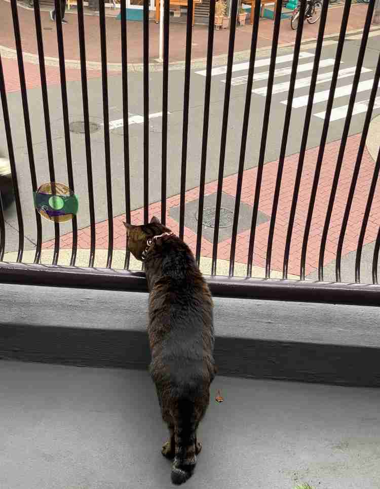 猫の偉いところ自慢トピ