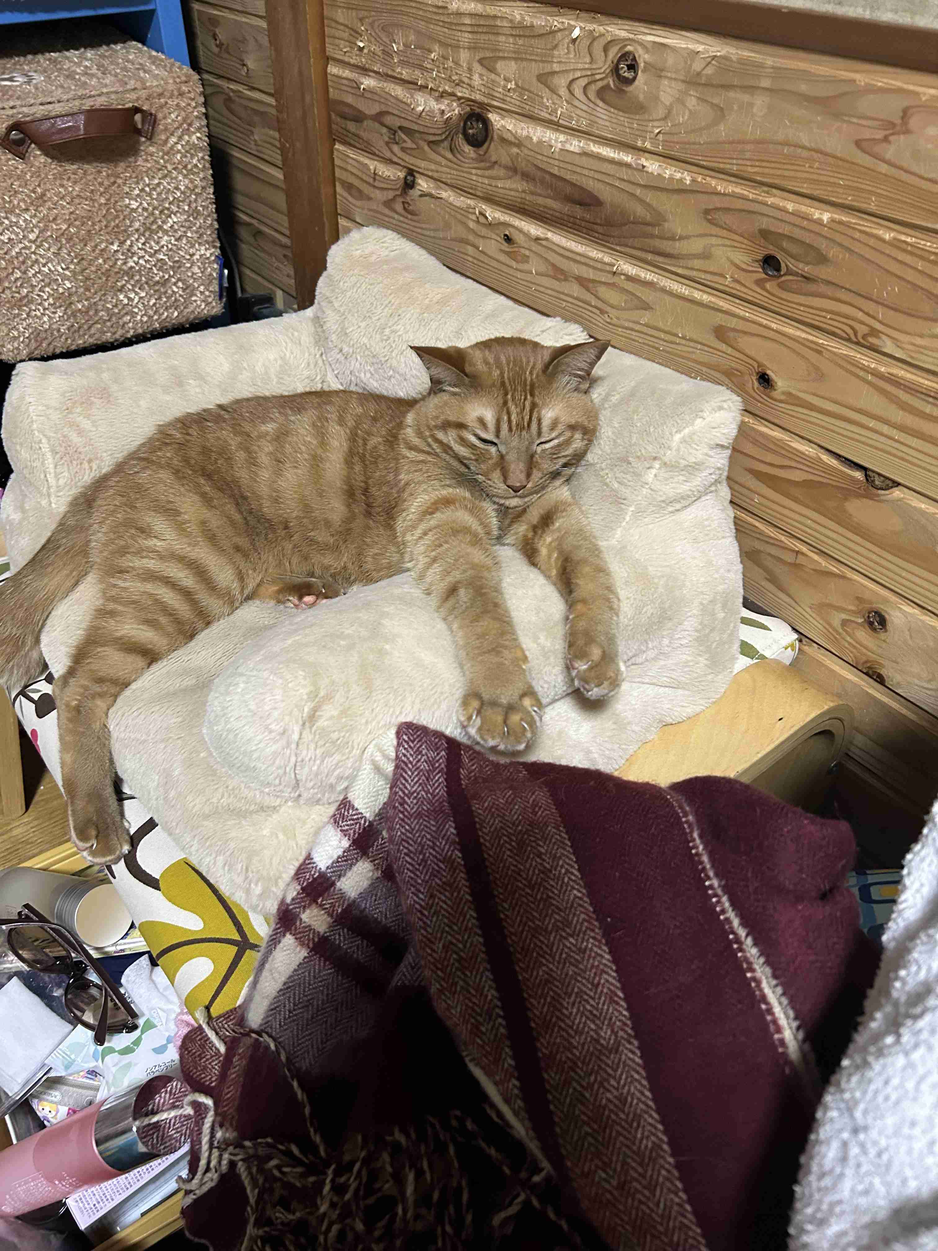 猫の偉いところ自慢トピ