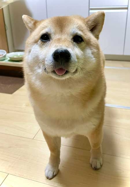 【殺伐NG】穏やか、可愛い、幸せ、優しい話だけで1位を目指すトピ👑