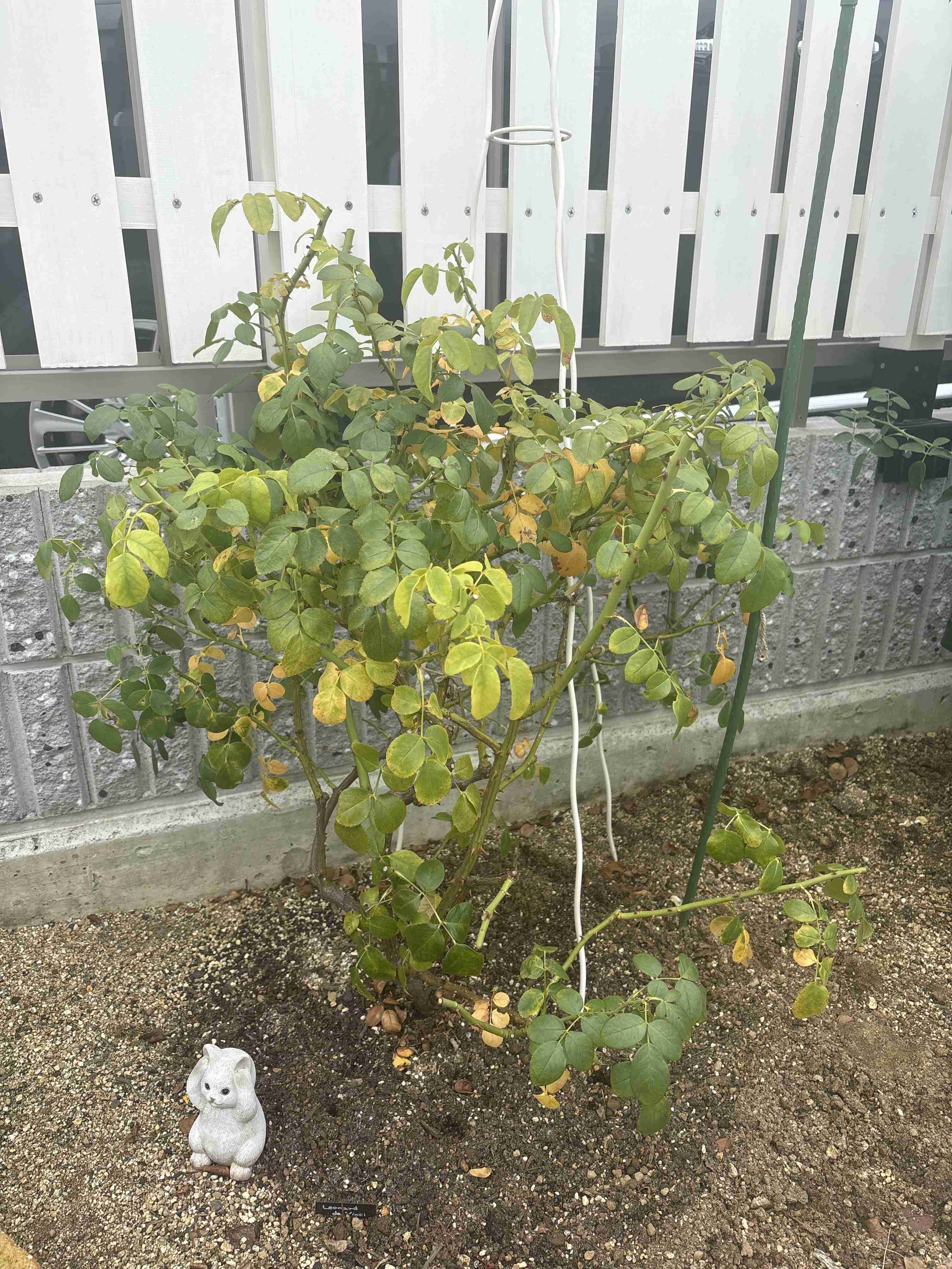 【ガーデニング】ガルちゃん園芸部【花・植物】part10