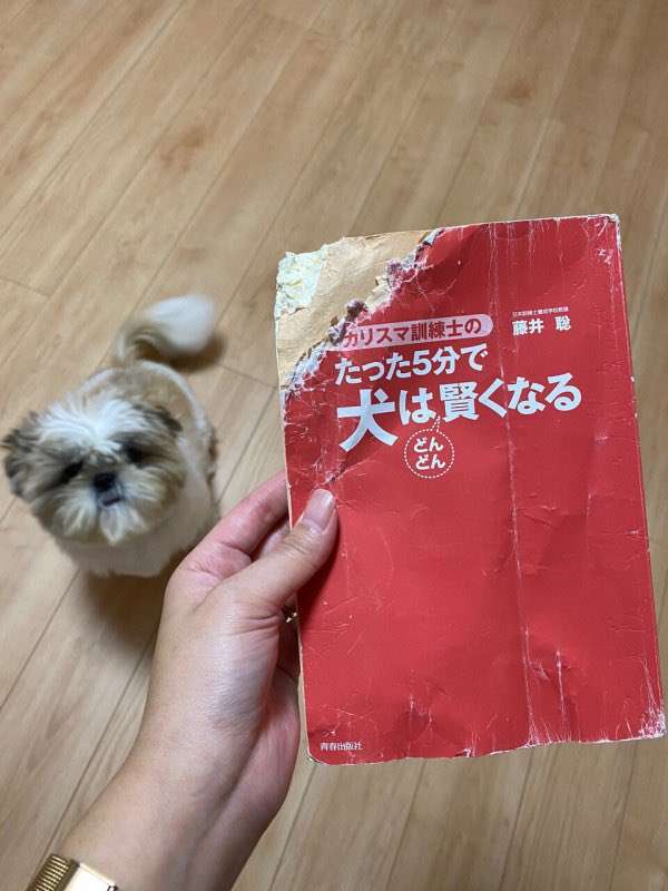 犬がスリッパを取っていく