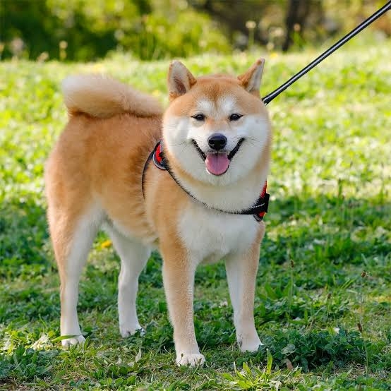 日本に生まれてよかったと思えるとき【ポジティブ】