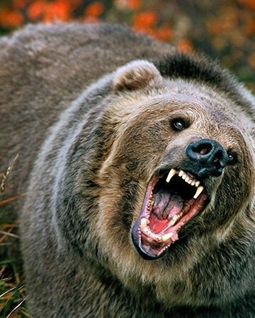 「クマに一番効果がある」怖すぎる… “モンスターウルフ”がヒグマを追い払う瞬間 音と光で野生動物を撃退