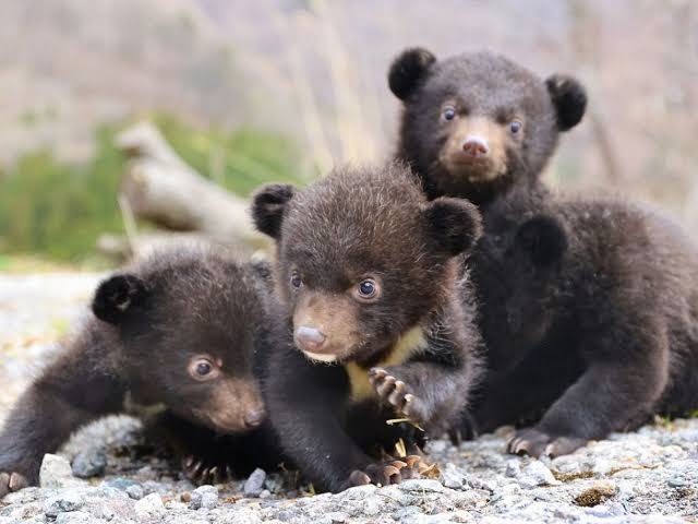 「クマに一番効果がある」怖すぎる… “モンスターウルフ”がヒグマを追い払う瞬間 音と光で野生動物を撃退