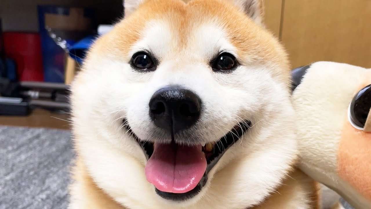 【実況・感想】【ドラマ10】シバのおきて〜われら犬バカ編集部〜（1）