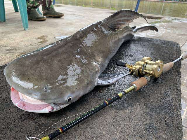 外国産魚「パンガシウス」注目　くら寿司で定番化　ナマズの一種、激安で人気
