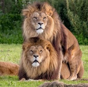 男が出産可能になったら起こりそうな社会現象