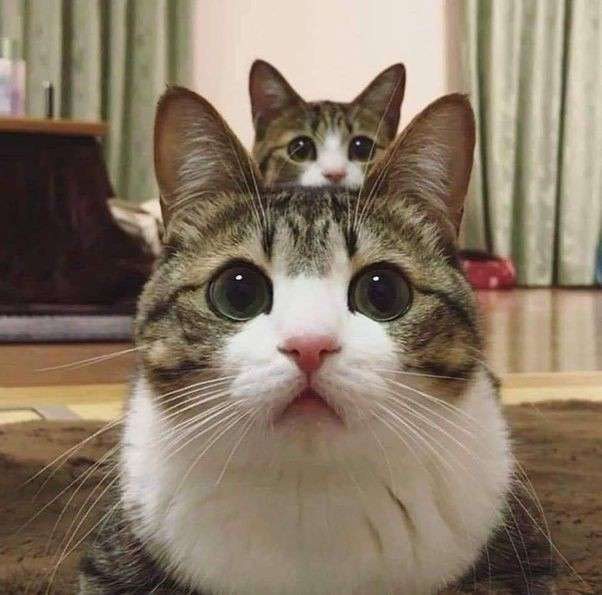 猫のクローンは作れるの？ 世界初は大失敗だった！見た目はそっくりでも性格まで同じにするのは難しい