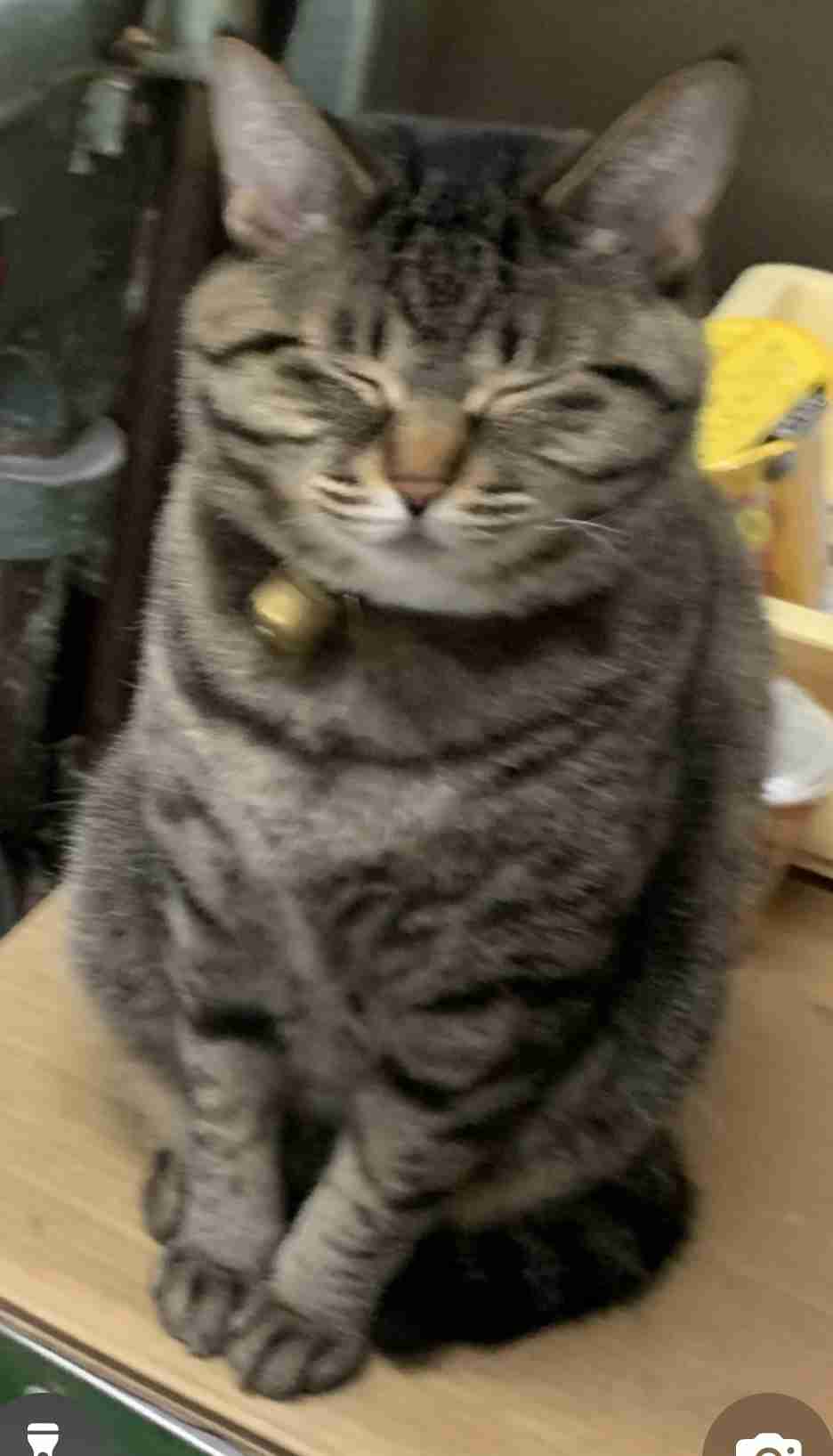 がるちゃん猫カフェ114号店開店しました♪(初めての方も大歓迎♪)