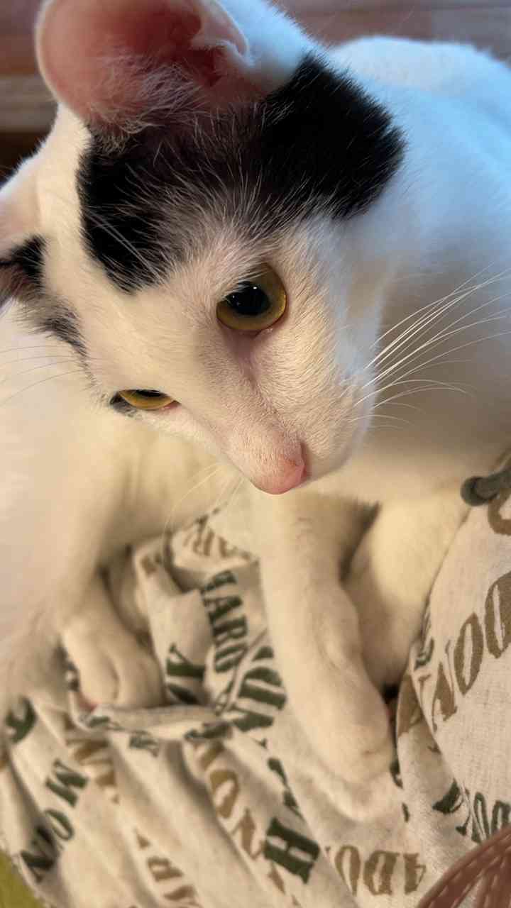 がるちゃん猫カフェ114号店開店しました♪(初めての方も大歓迎♪)