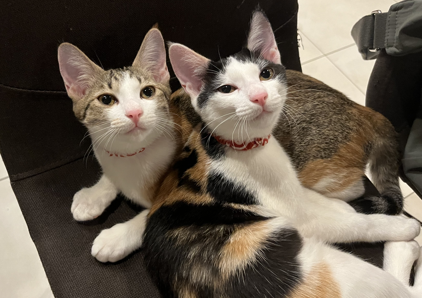 がるちゃん猫カフェ114号店開店しました♪(初めての方も大歓迎♪)