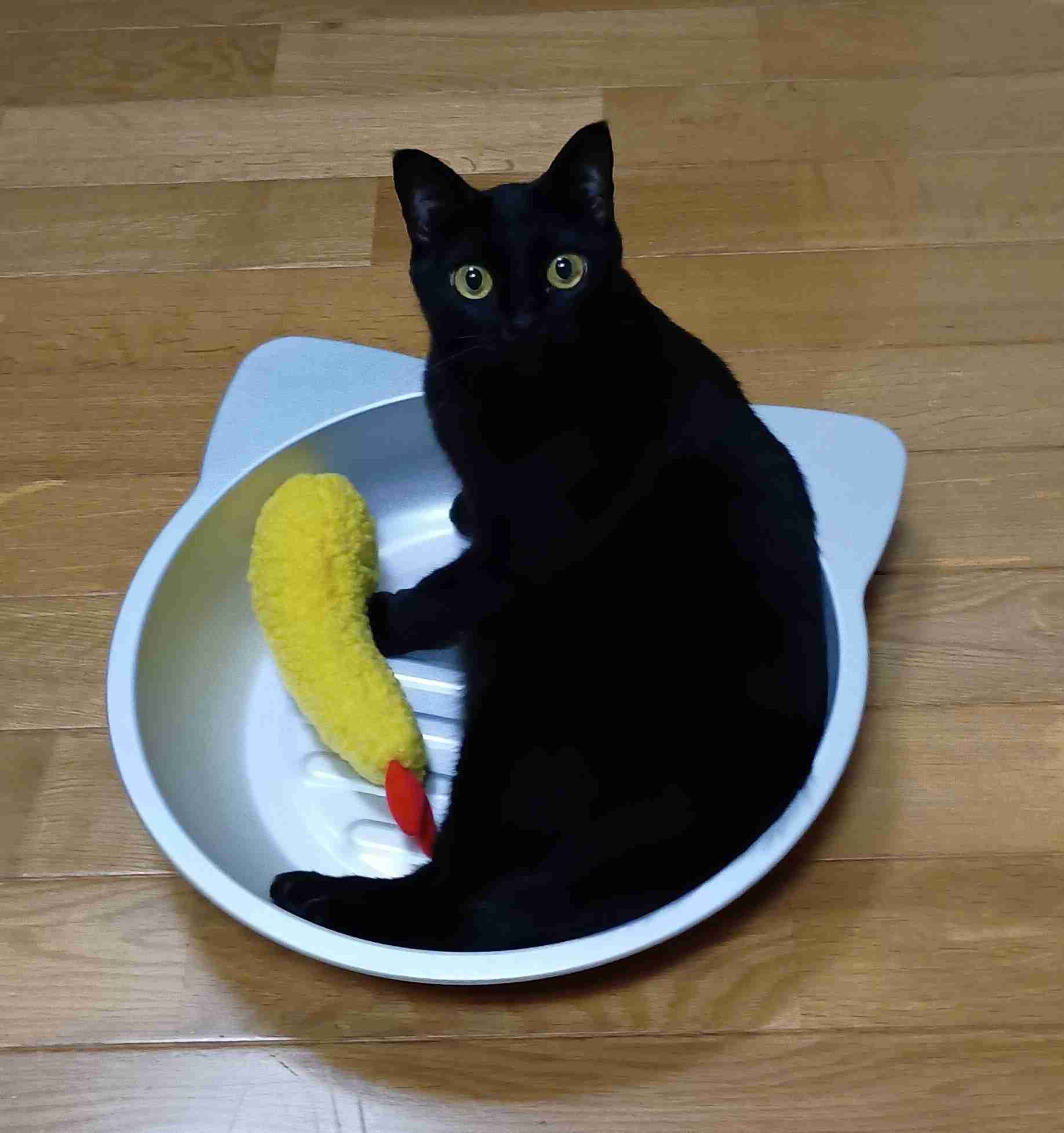 がるちゃん猫カフェ114号店開店しました♪(初めての方も大歓迎♪)