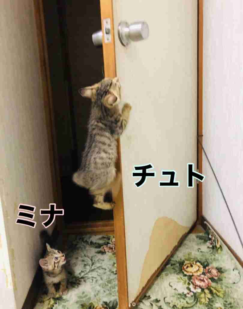 がるちゃん猫カフェ114号店開店しました♪(初めての方も大歓迎♪)