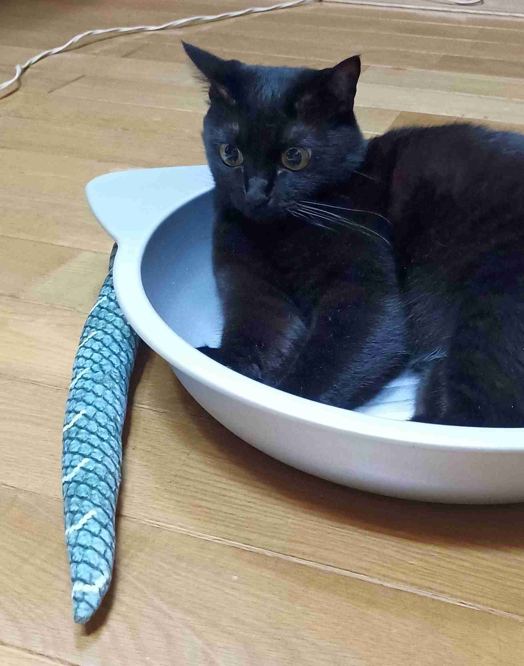 がるちゃん猫カフェ114号店開店しました♪(初めての方も大歓迎♪)
