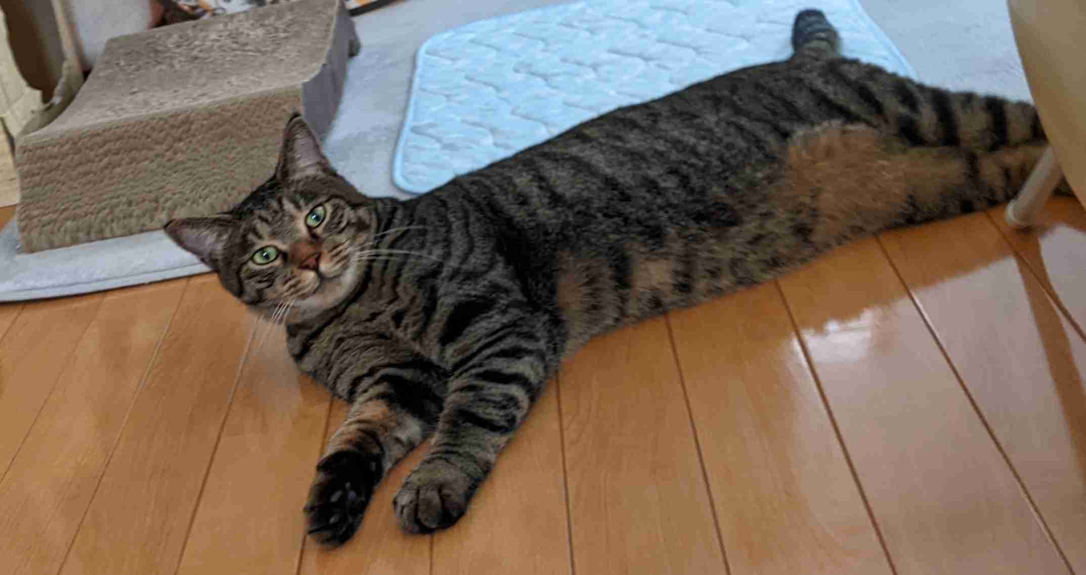 がるちゃん猫カフェ114号店開店しました♪(初めての方も大歓迎♪)