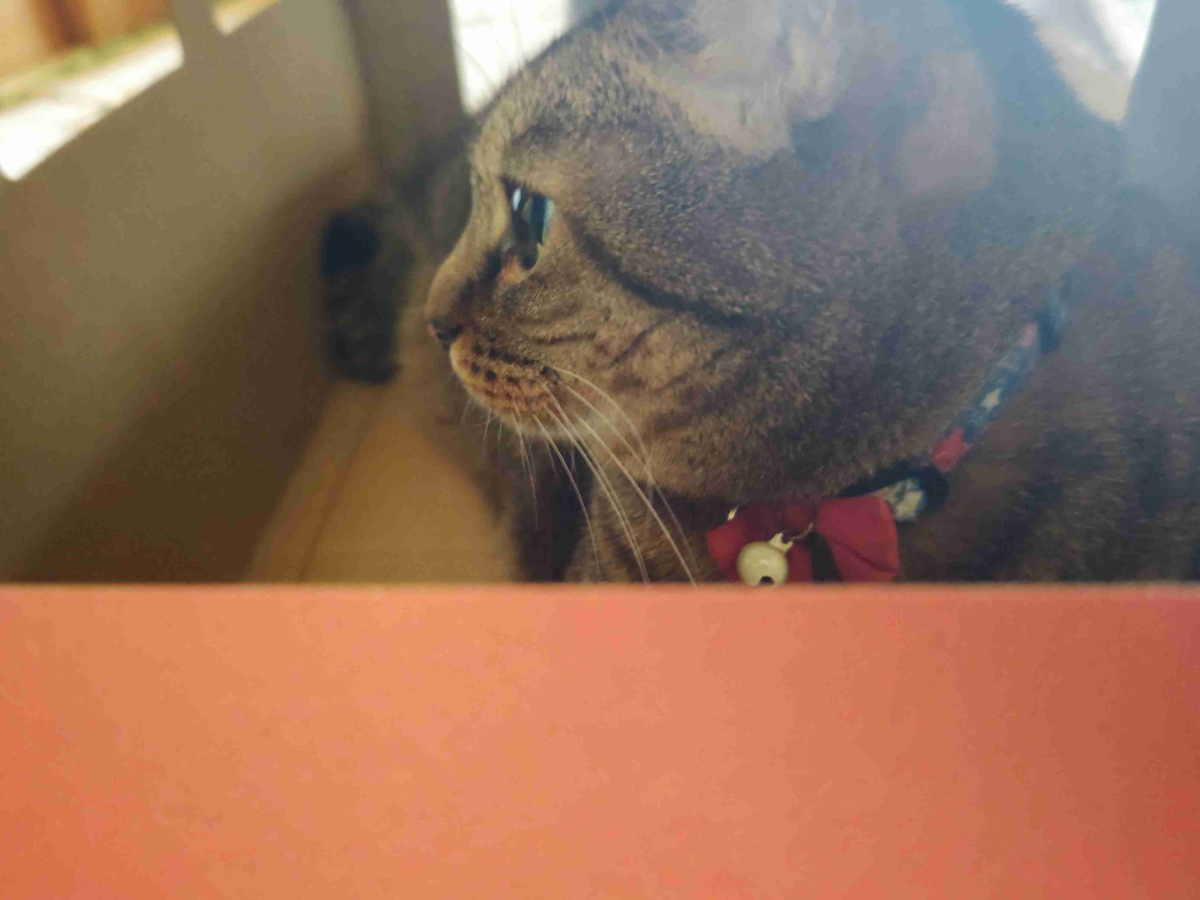 がるちゃん猫カフェ114号店開店しました♪(初めての方も大歓迎♪)