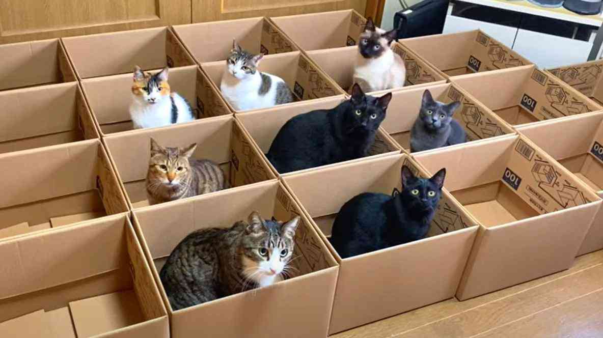 がるちゃん猫カフェ114号店開店しました♪(初めての方も大歓迎♪)