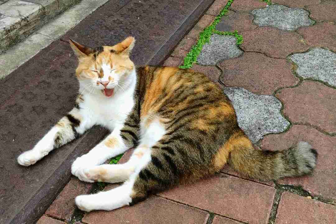 がるちゃん猫カフェ114号店開店しました♪(初めての方も大歓迎♪)