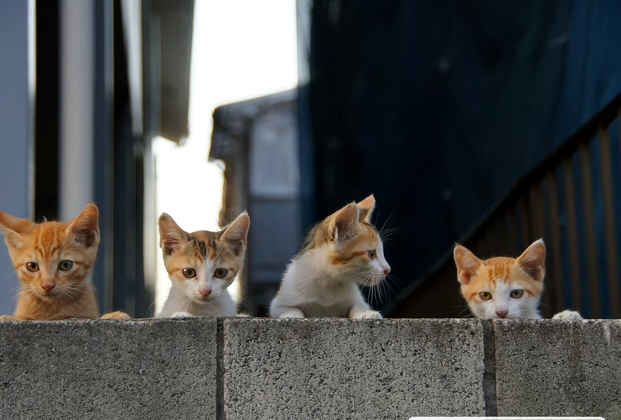 がるちゃん猫カフェ114号店開店しました♪(初めての方も大歓迎♪)