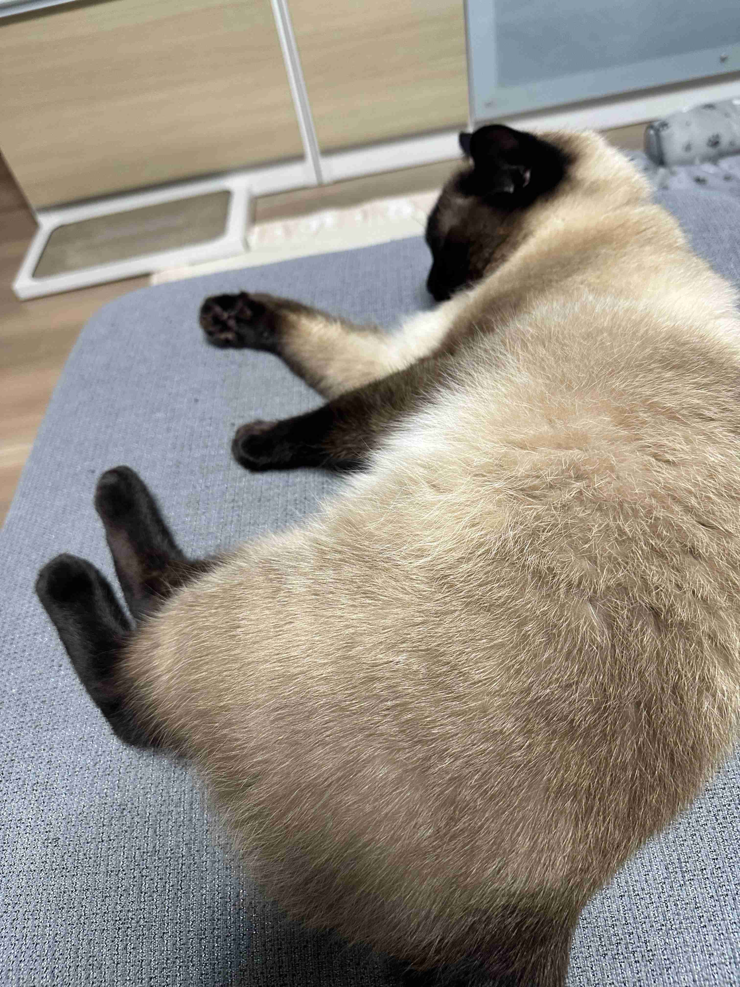 がるちゃん猫カフェ114号店開店しました♪(初めての方も大歓迎♪)