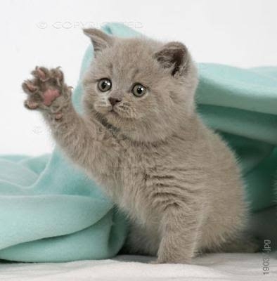 がるちゃん猫カフェ114号店開店しました♪(初めての方も大歓迎♪)