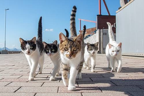 がるちゃん猫カフェ114号店開店しました♪(初めての方も大歓迎♪)