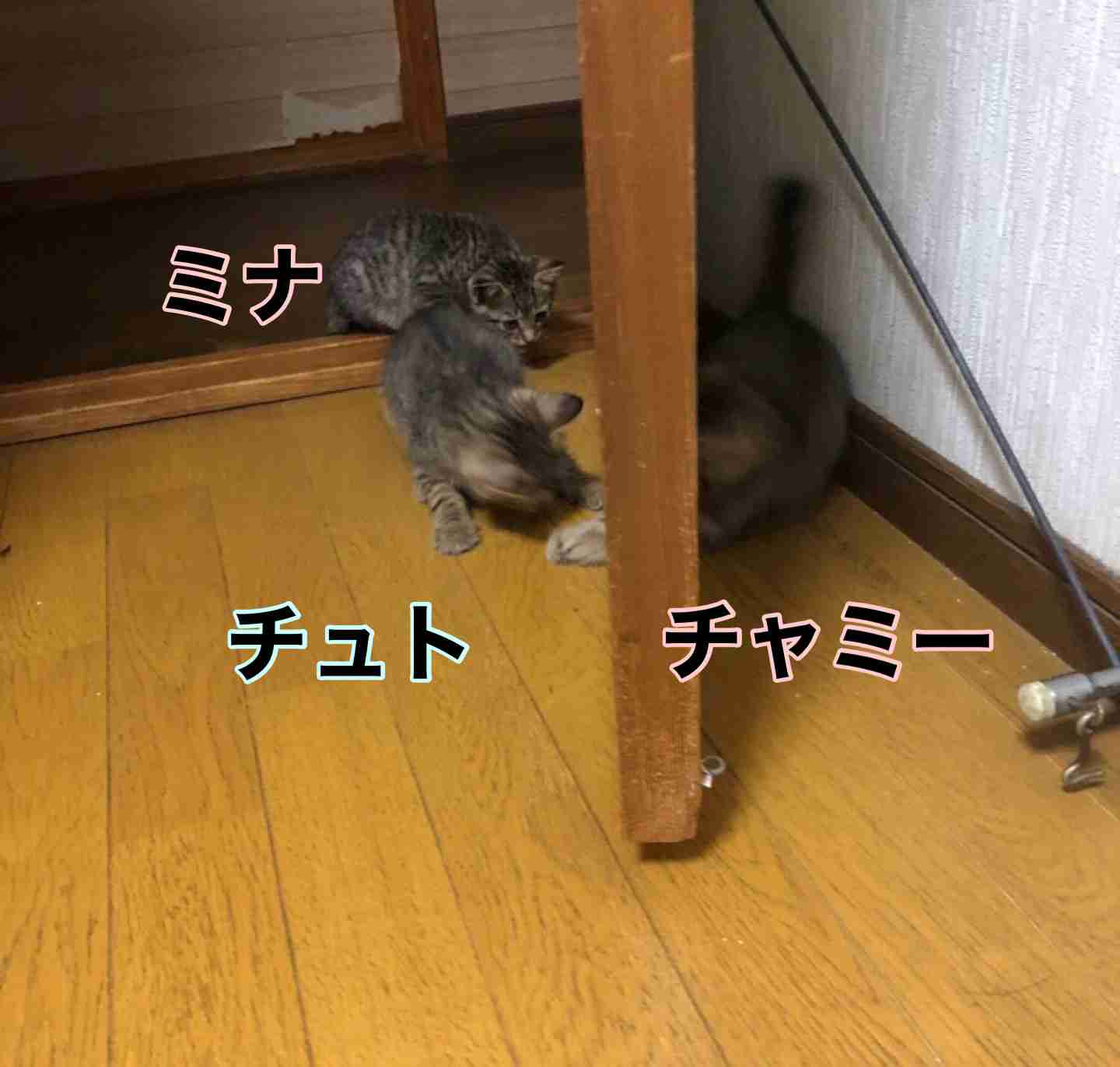 がるちゃん猫カフェ114号店開店しました♪(初めての方も大歓迎♪)