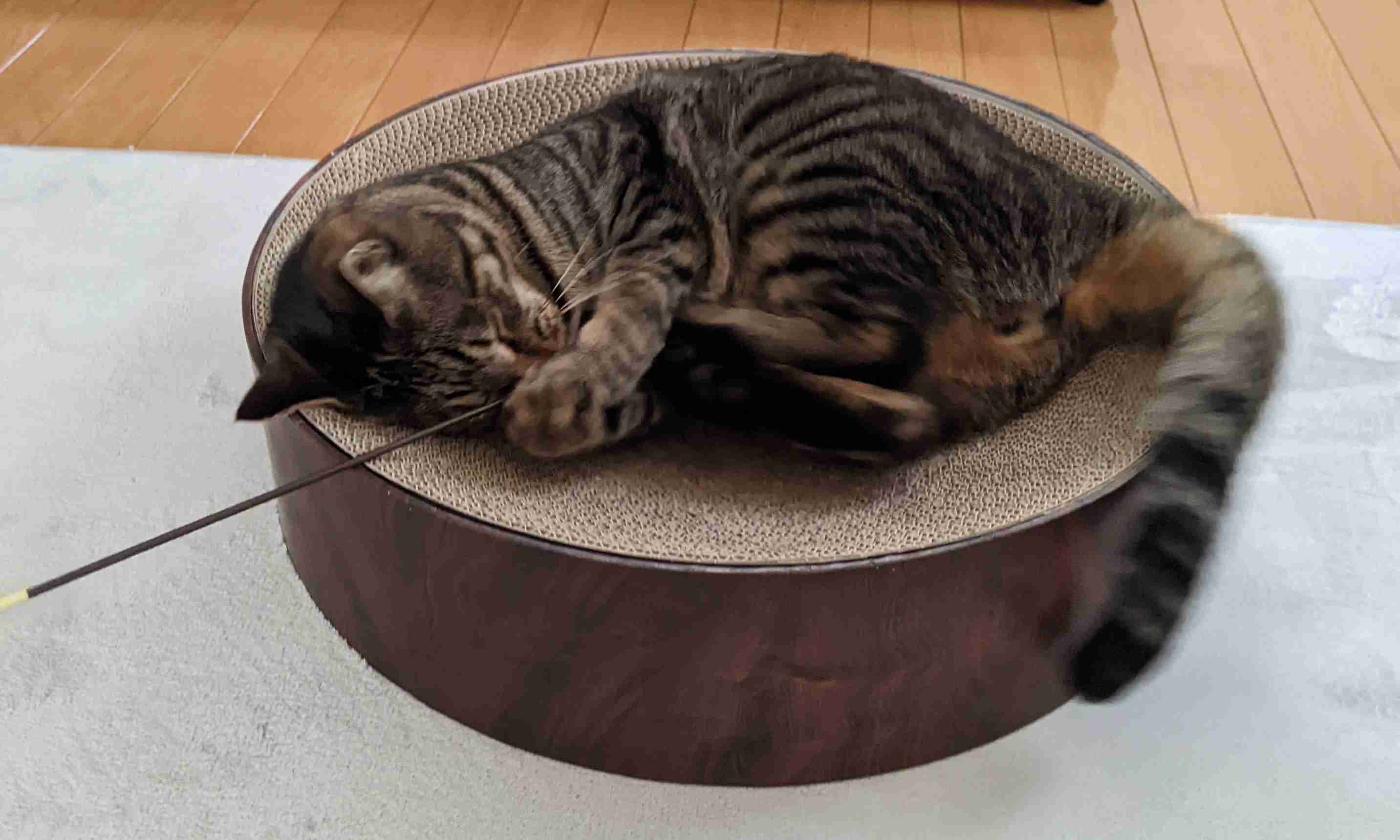 がるちゃん猫カフェ114号店開店しました♪(初めての方も大歓迎♪)
