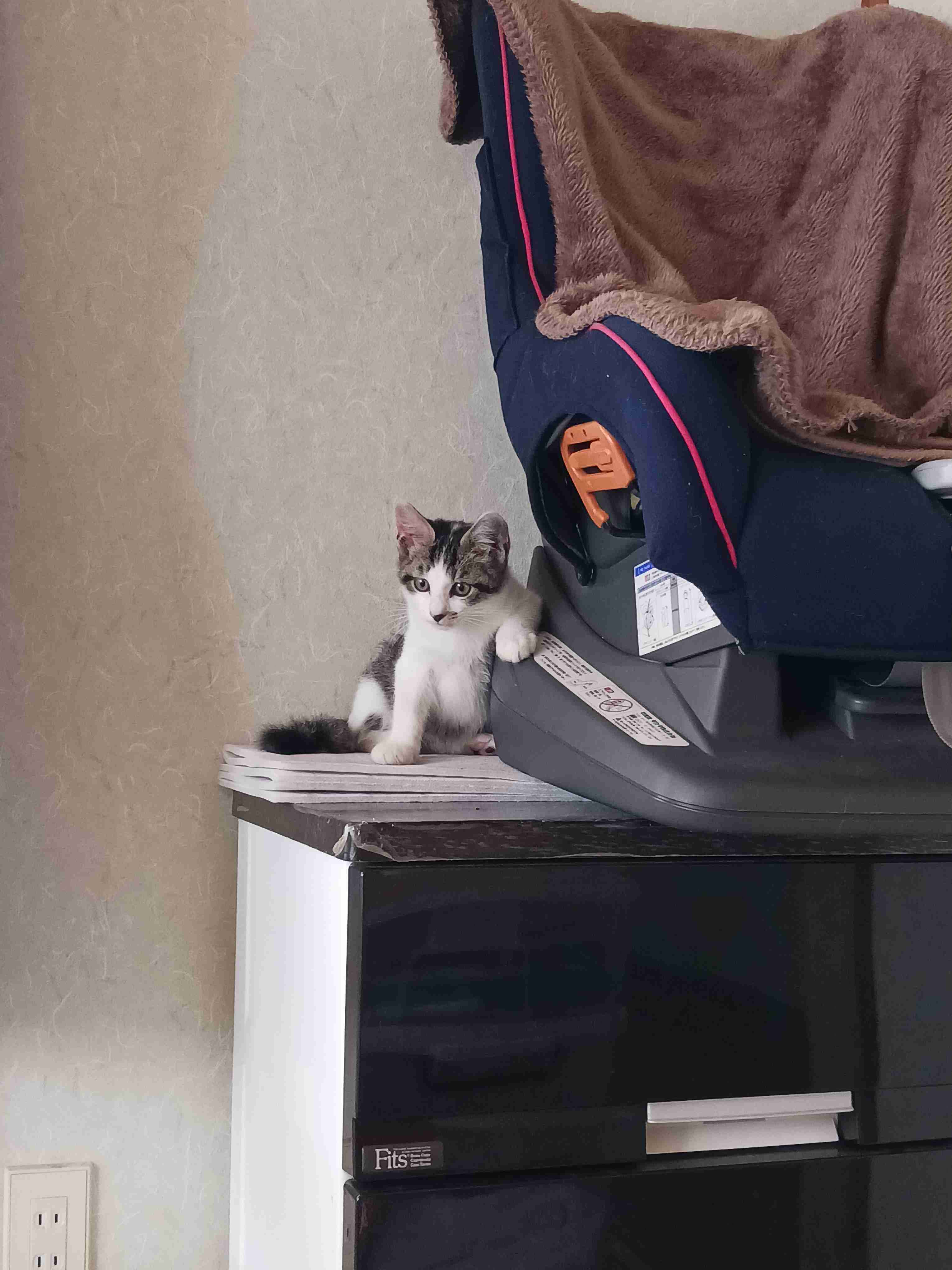 がるちゃん猫カフェ114号店開店しました♪(初めての方も大歓迎♪)