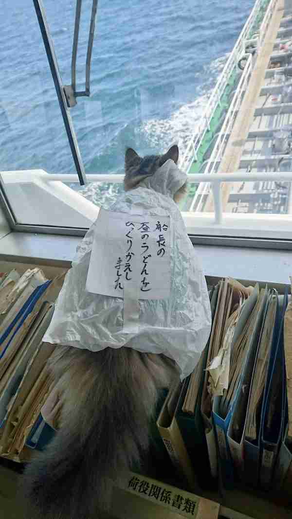 がるちゃん猫カフェ114号店開店しました♪(初めての方も大歓迎♪)