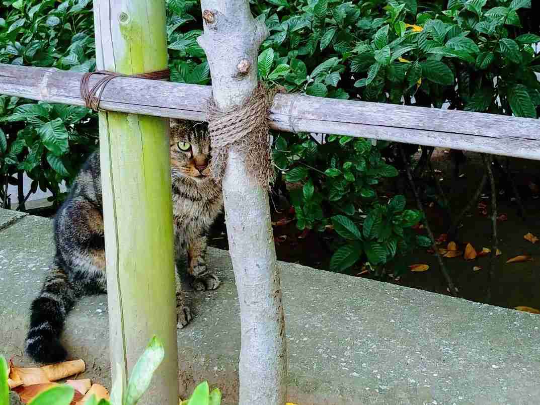 がるちゃん猫カフェ114号店開店しました♪(初めての方も大歓迎♪)