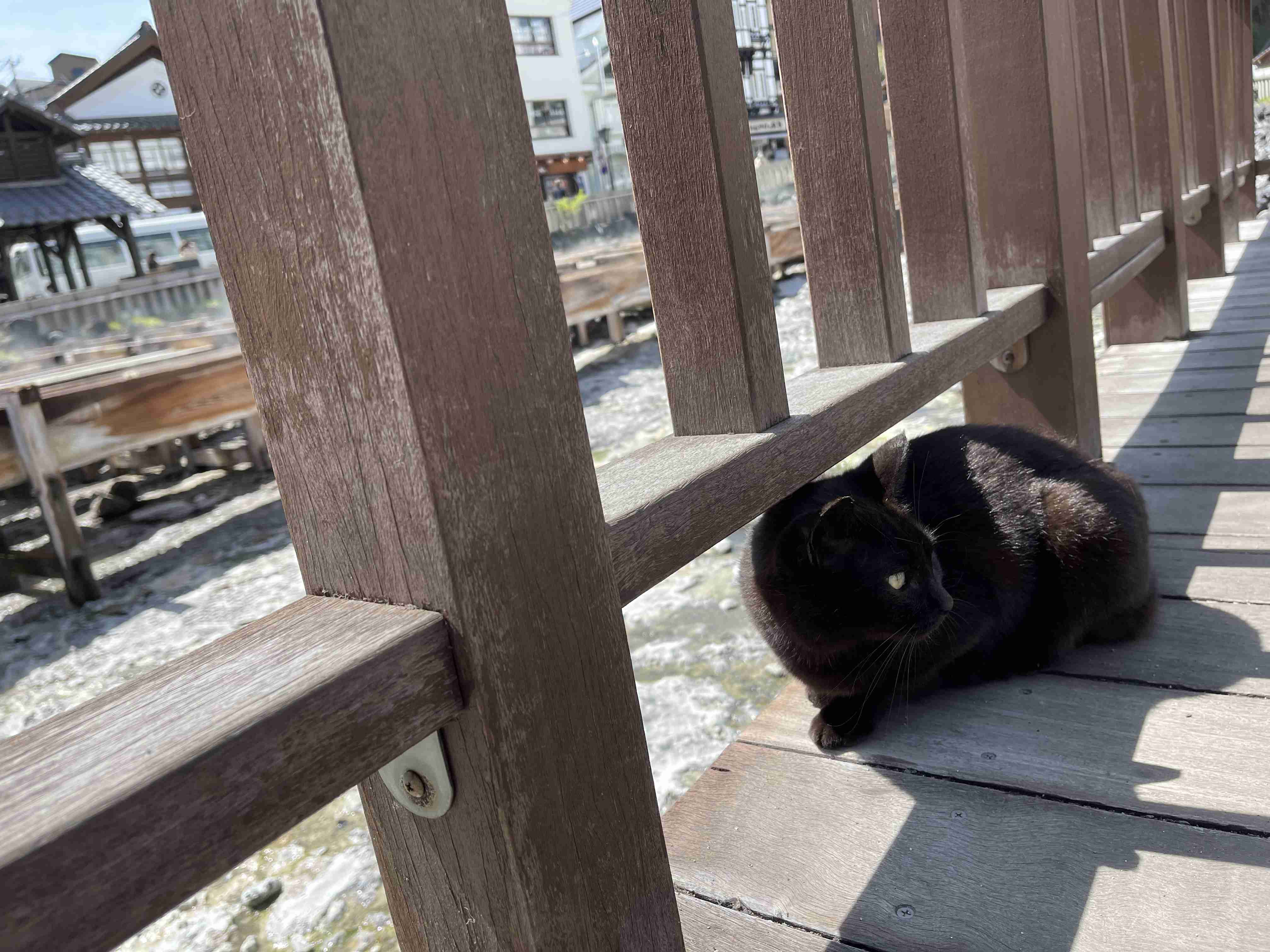 がるちゃん猫カフェ114号店開店しました♪(初めての方も大歓迎♪)
