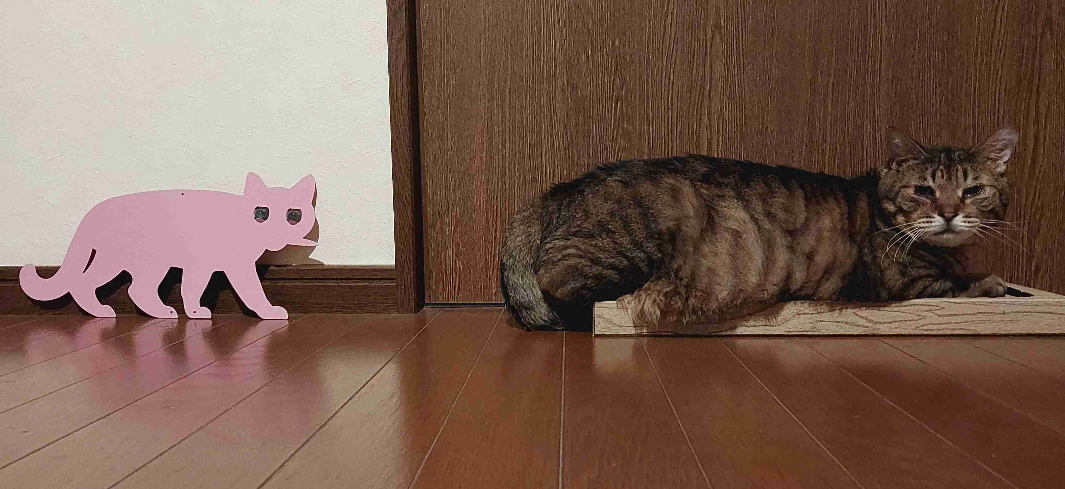 がるちゃん猫カフェ114号店開店しました♪(初めての方も大歓迎♪)