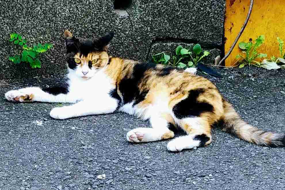 がるちゃん猫カフェ114号店開店しました♪(初めての方も大歓迎♪)