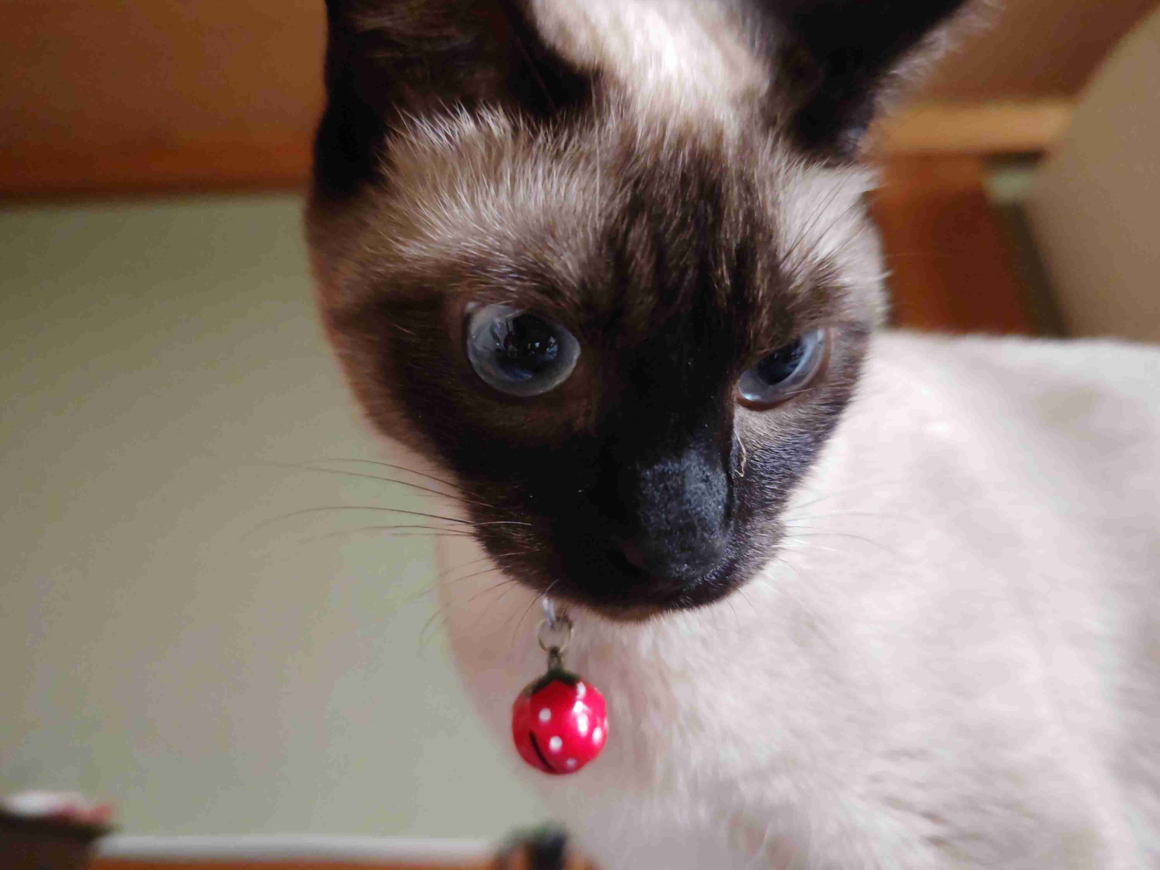 がるちゃん猫カフェ114号店開店しました♪(初めての方も大歓迎♪)