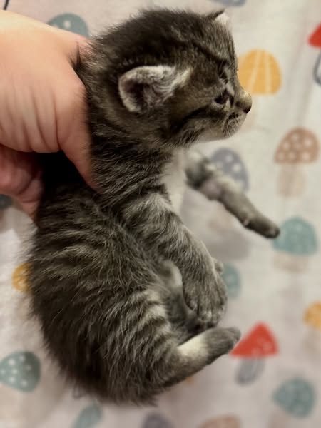 がるちゃん猫カフェ114号店開店しました♪(初めての方も大歓迎♪)