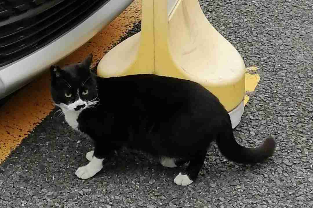 がるちゃん猫カフェ114号店開店しました♪(初めての方も大歓迎♪)