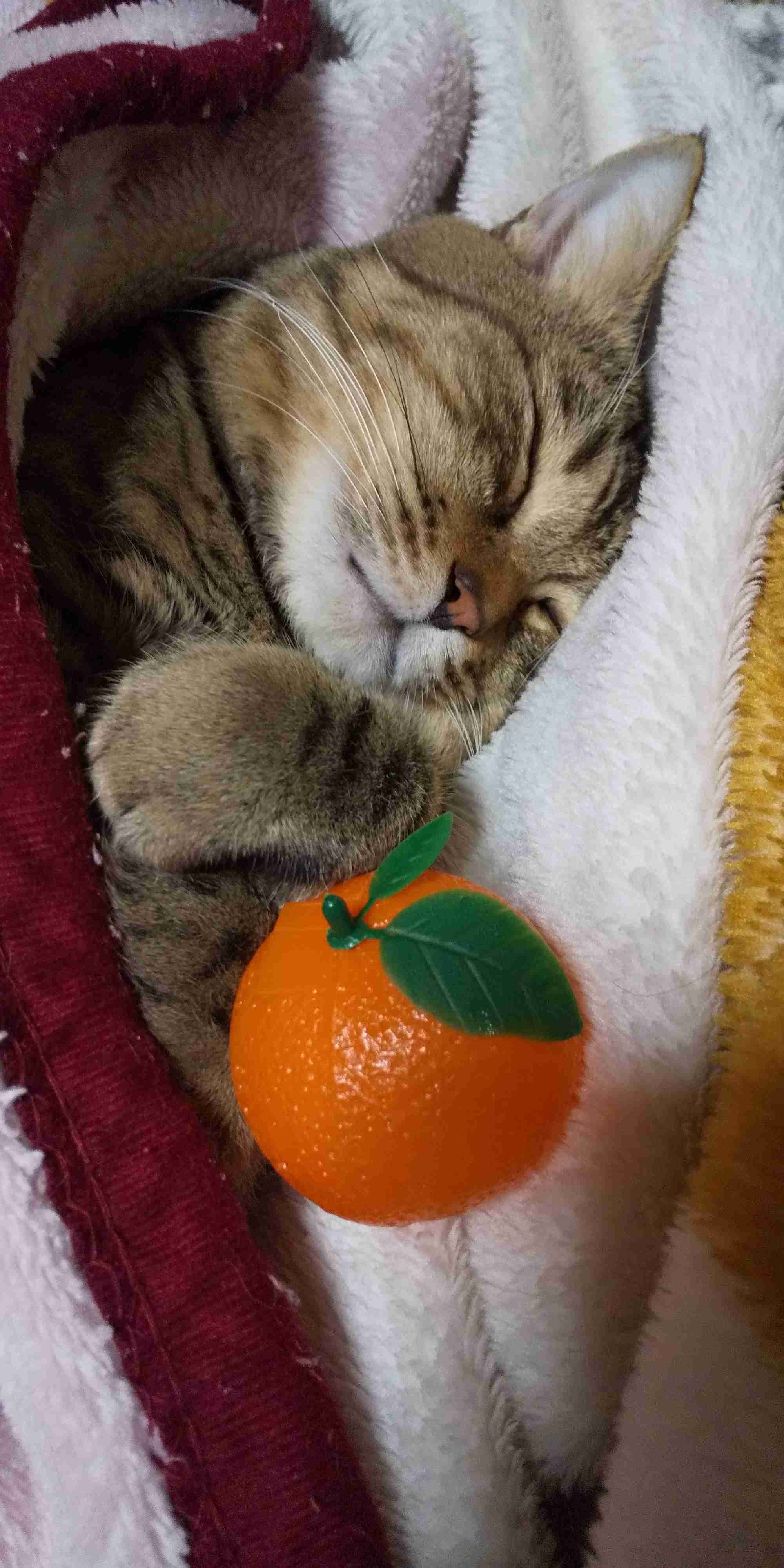がるちゃん猫カフェ114号店開店しました♪(初めての方も大歓迎♪)