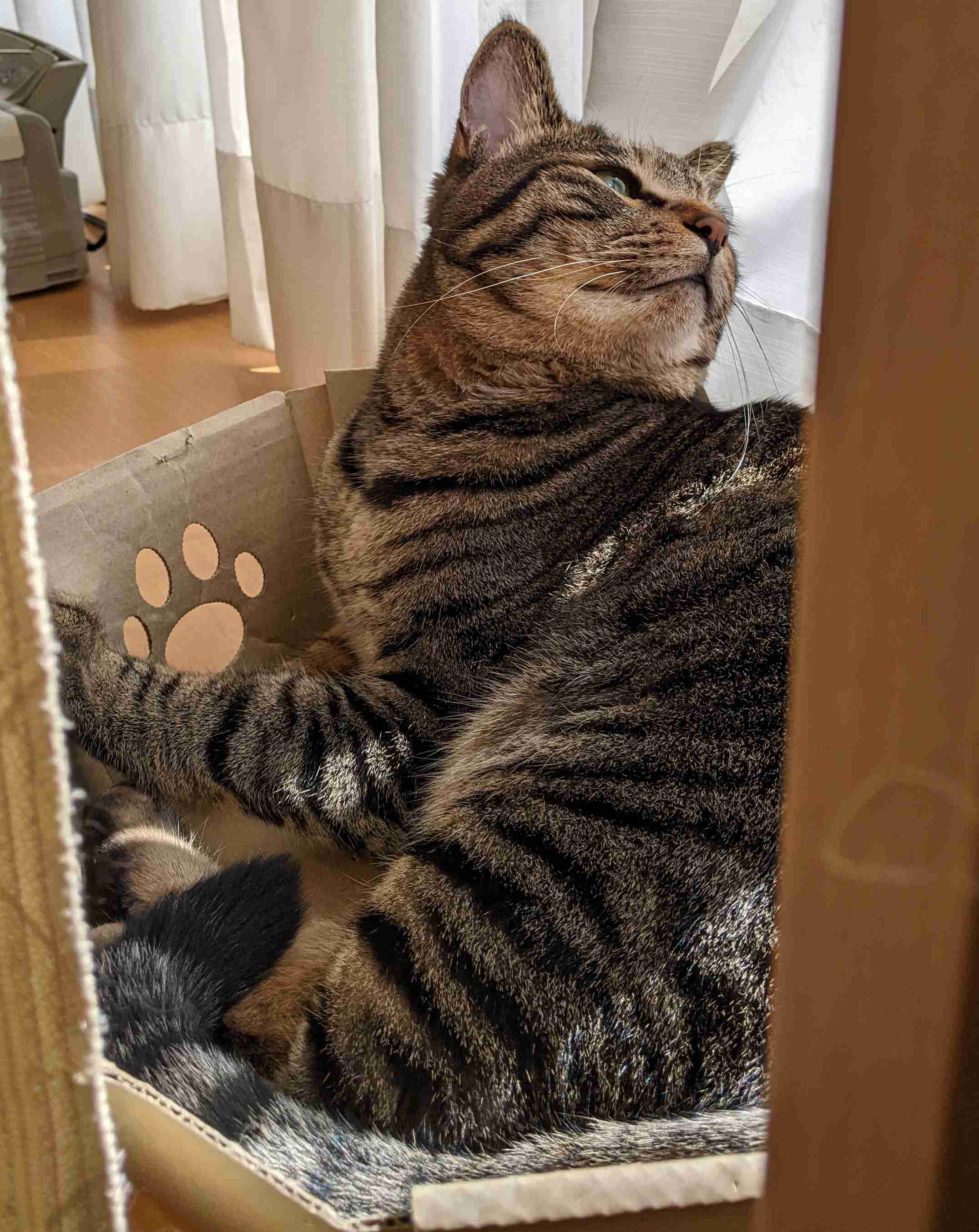 がるちゃん猫カフェ114号店開店しました♪(初めての方も大歓迎♪)