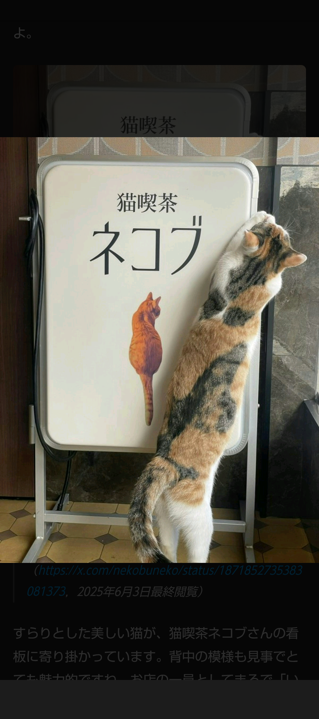 がるちゃん猫カフェ114号店開店しました♪(初めての方も大歓迎♪)