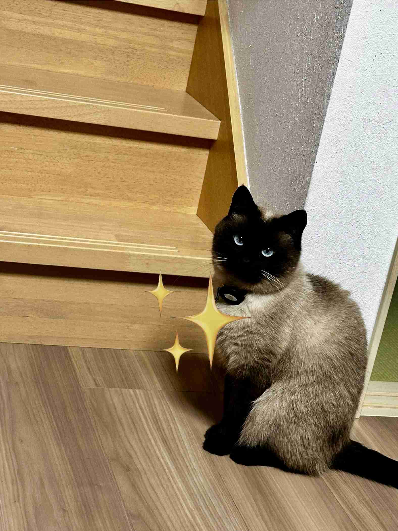 がるちゃん猫カフェ114号店開店しました♪(初めての方も大歓迎♪)