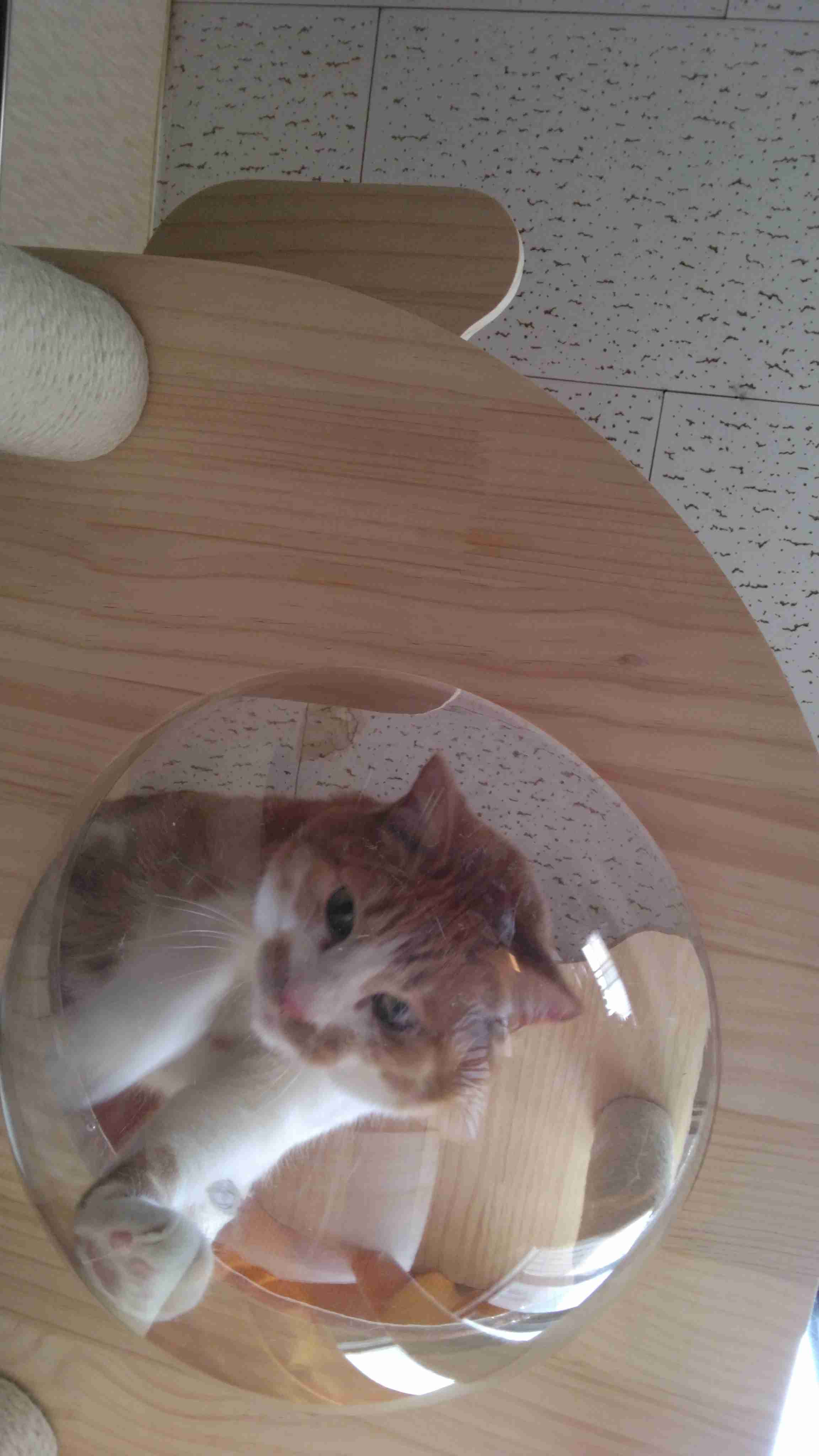 がるちゃん猫カフェ114号店開店しました♪(初めての方も大歓迎♪)