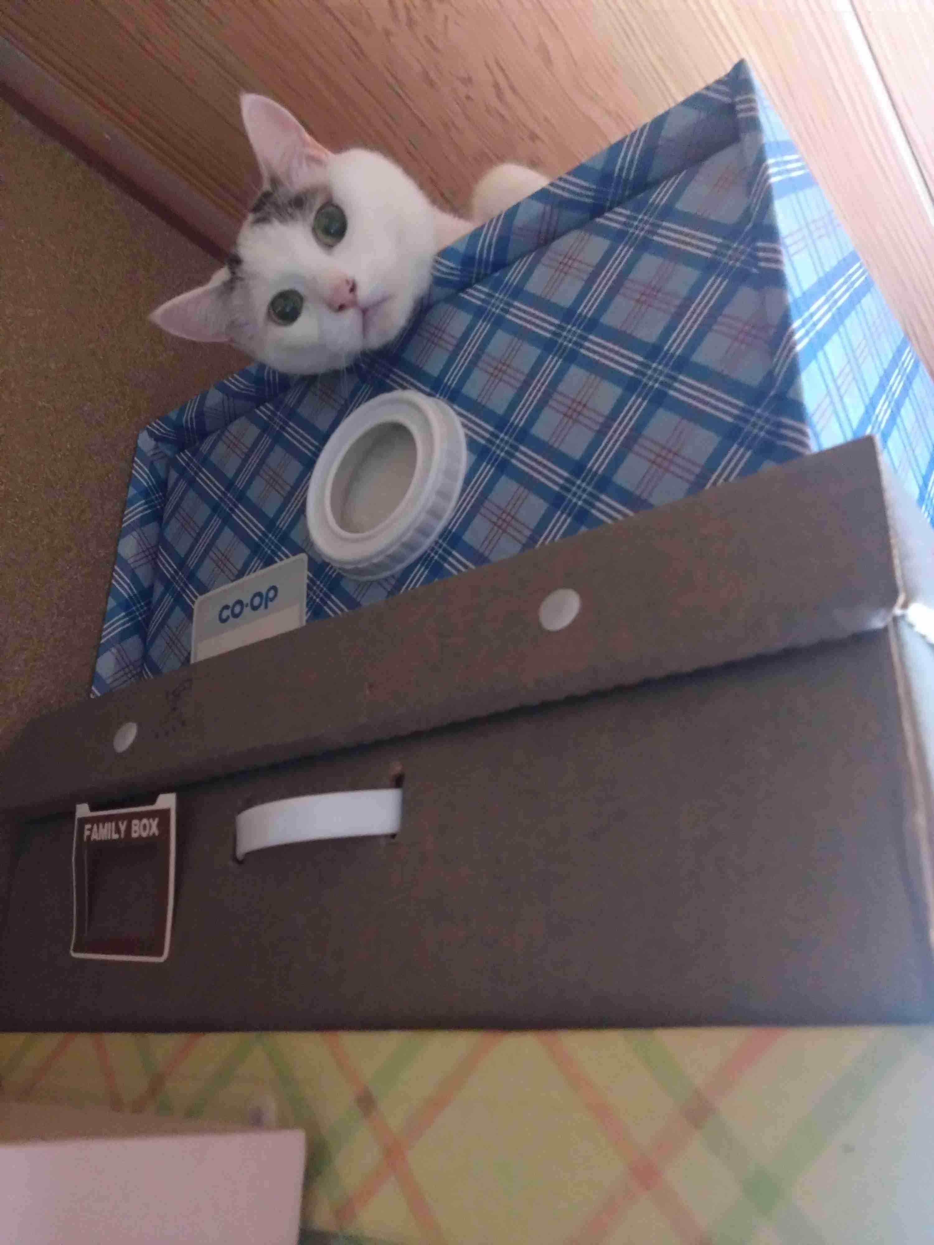 がるちゃん猫カフェ114号店開店しました♪(初めての方も大歓迎♪)