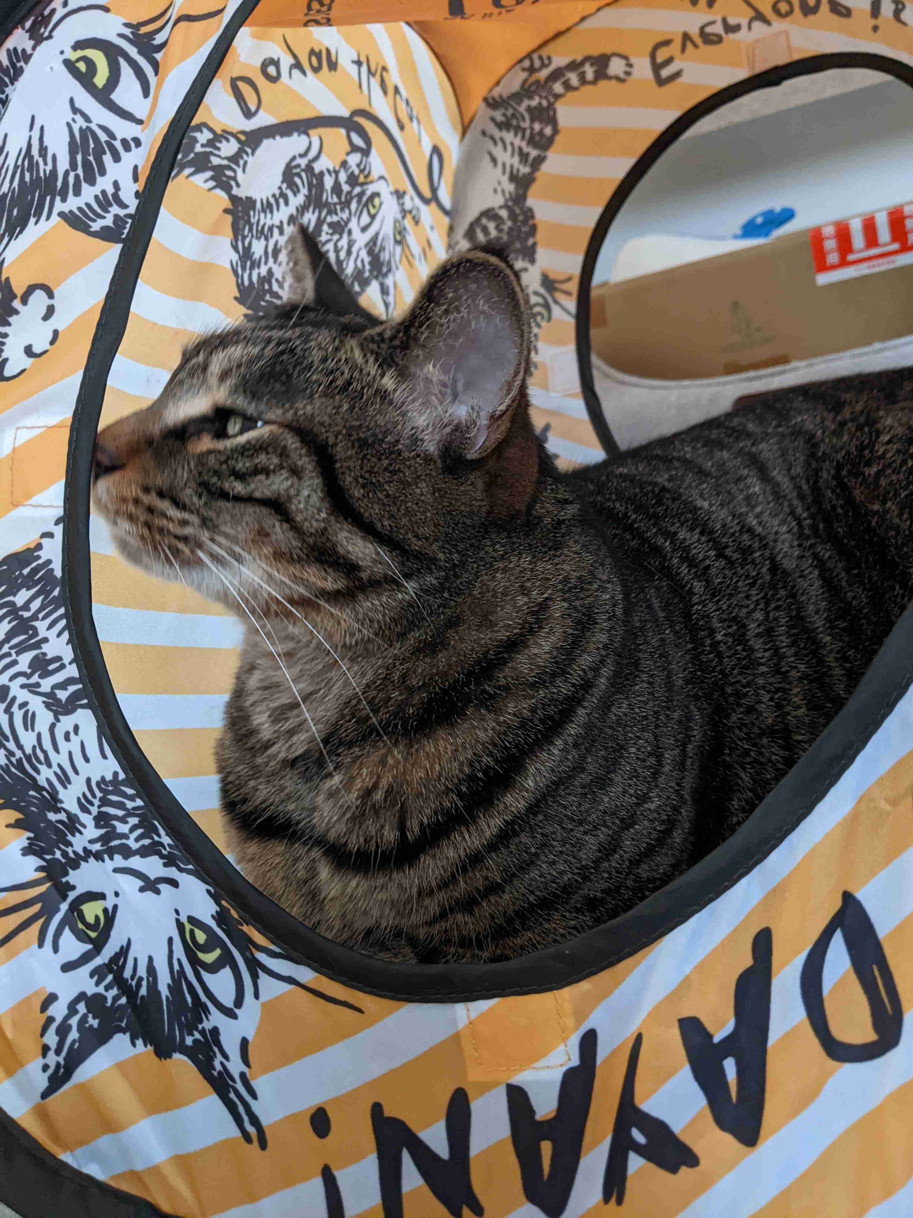 がるちゃん猫カフェ114号店開店しました♪(初めての方も大歓迎♪)