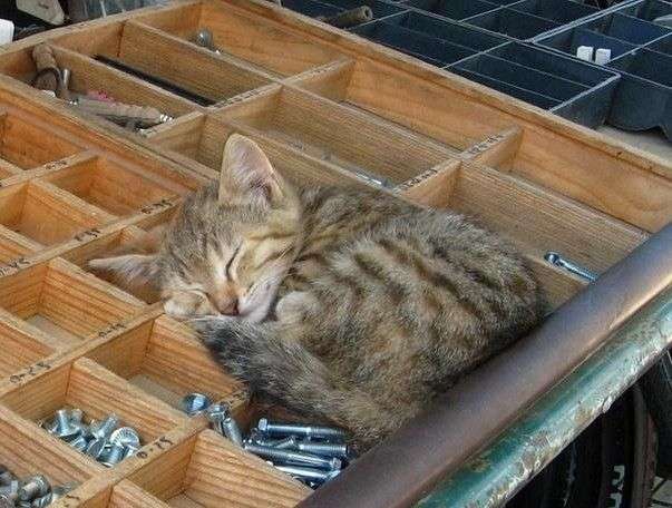 がるちゃん猫カフェ114号店開店しました♪(初めての方も大歓迎♪)