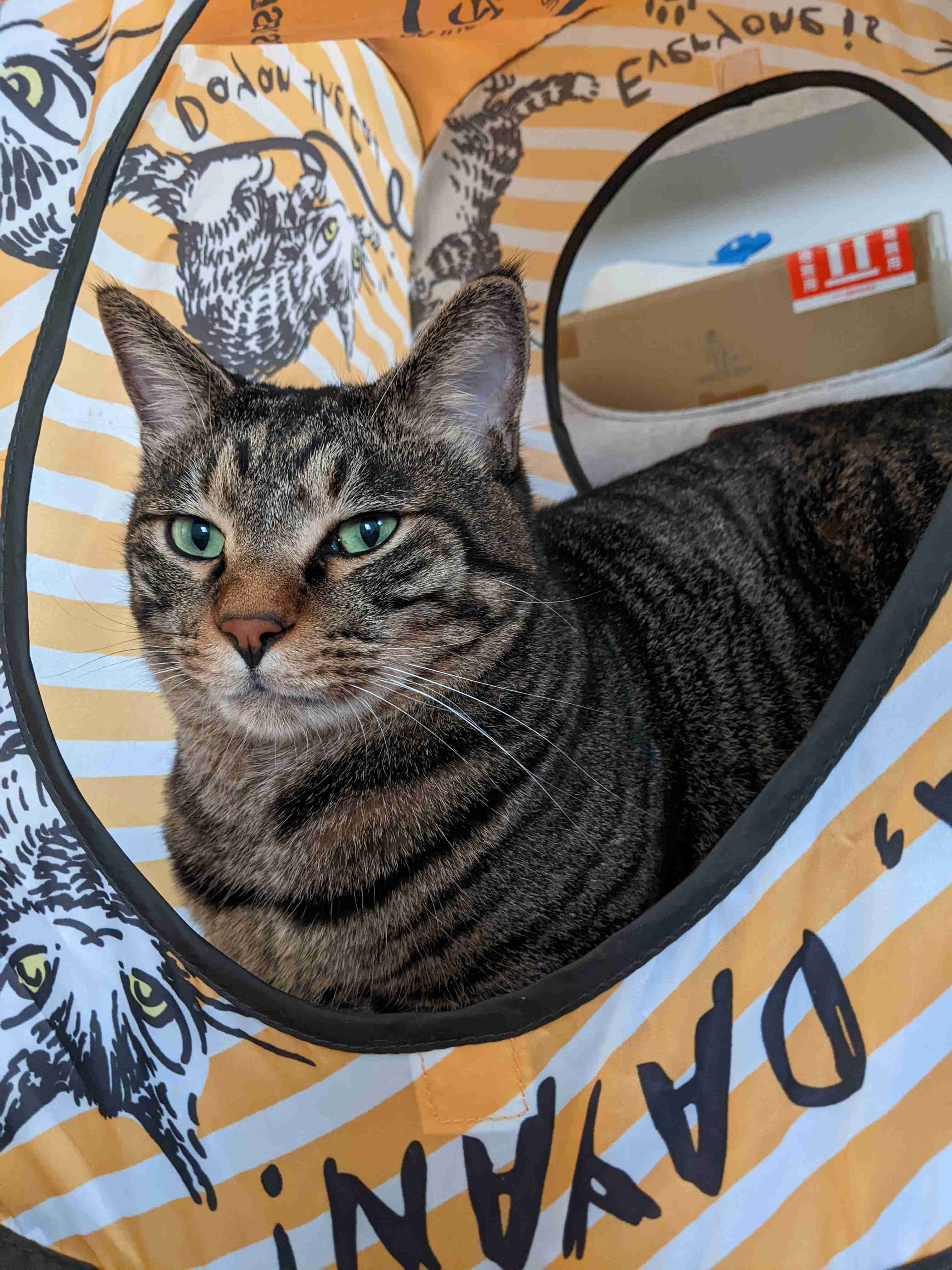 がるちゃん猫カフェ114号店開店しました♪(初めての方も大歓迎♪)