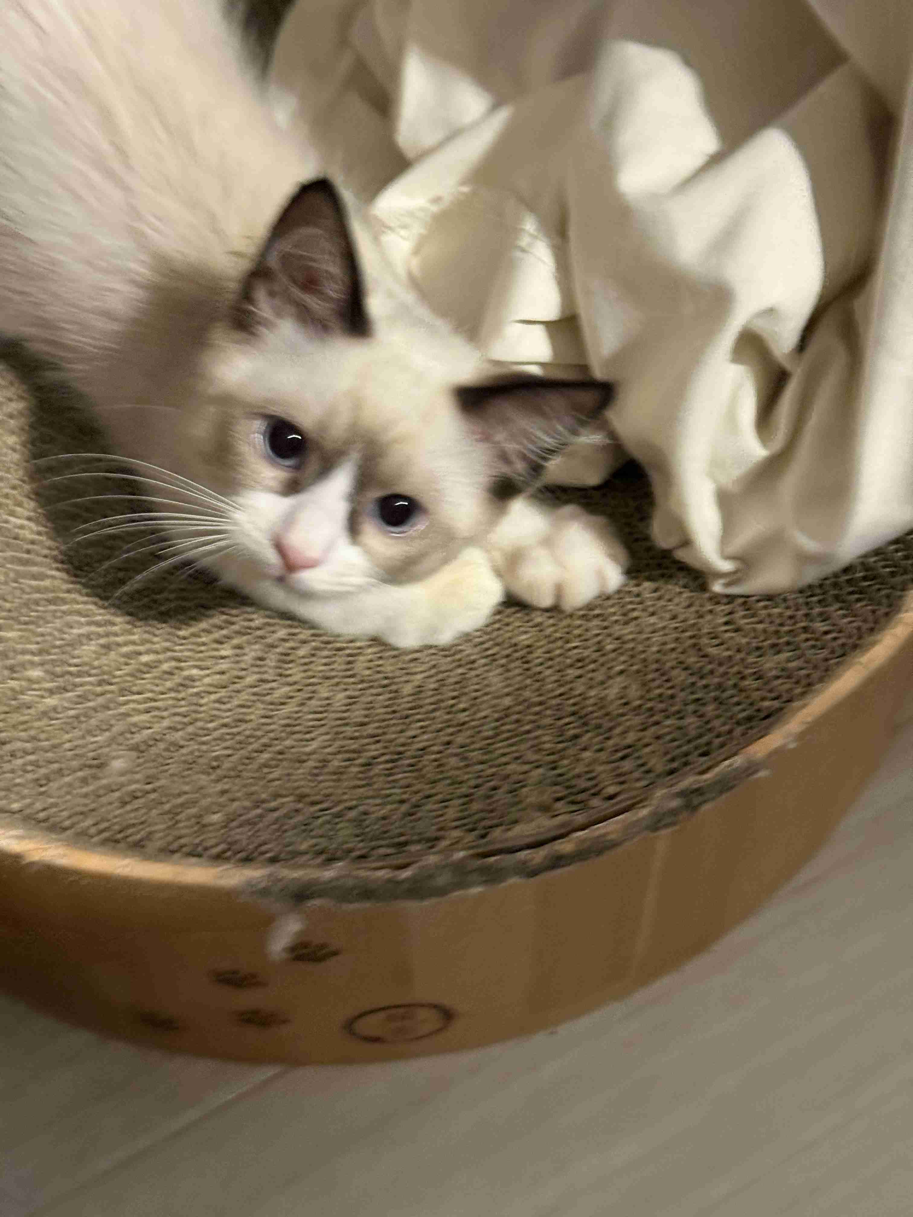 がるちゃん猫カフェ114号店開店しました♪(初めての方も大歓迎♪)
